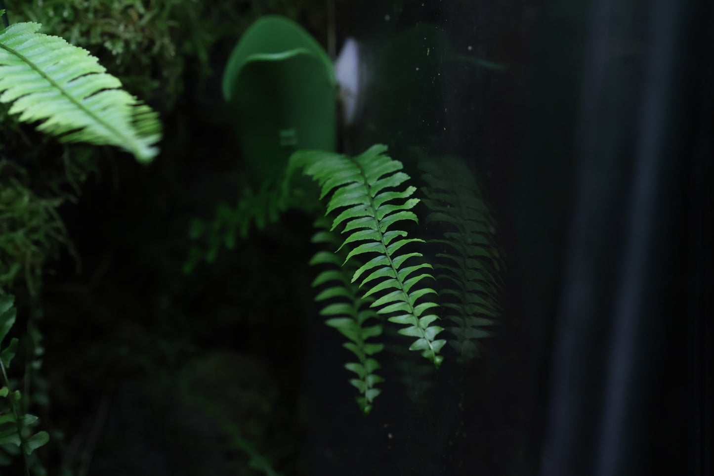 Fern sp amazonas