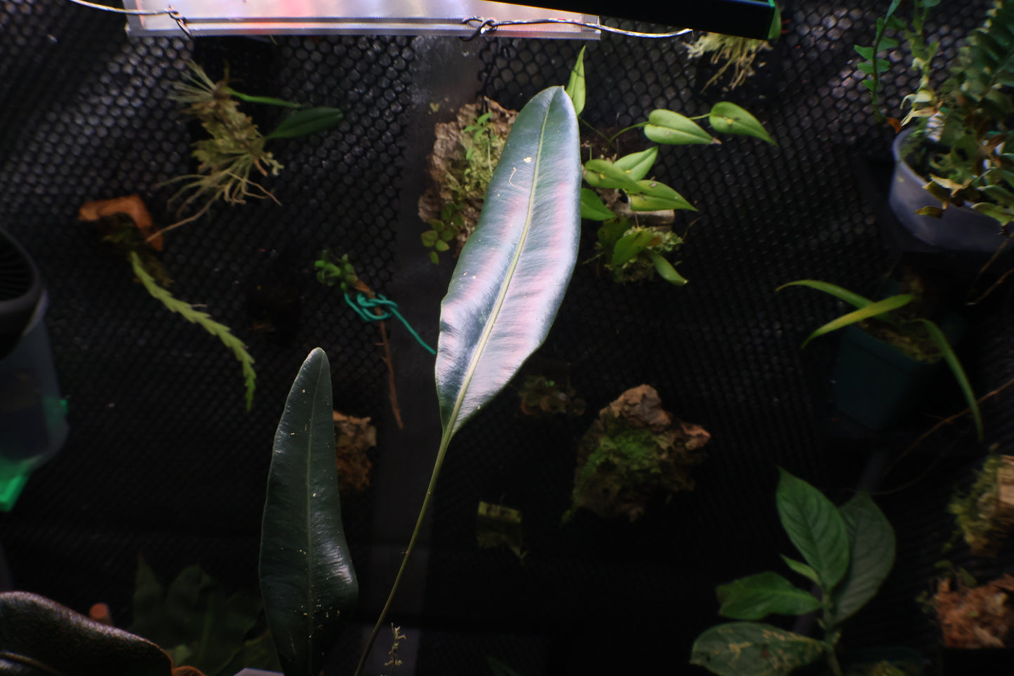 Elaphoglossum metallicum (exact plant)