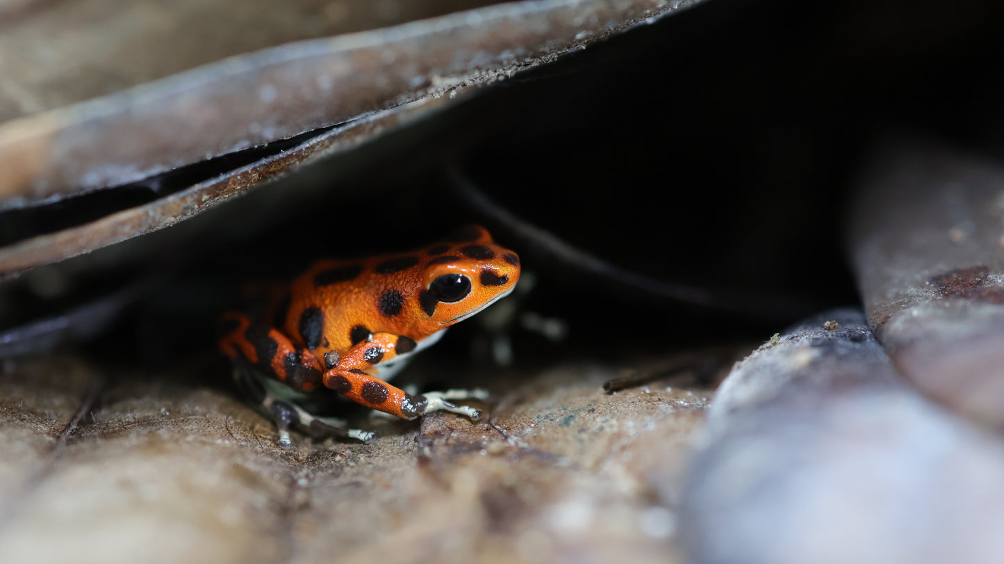 Oophaga pumilio "Bastimentos"