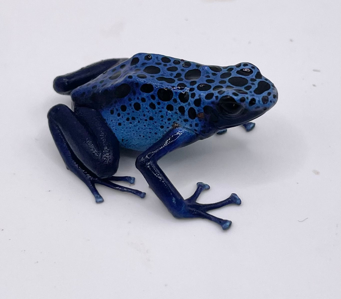 Dendrobates tinctorius ‘Azureus’