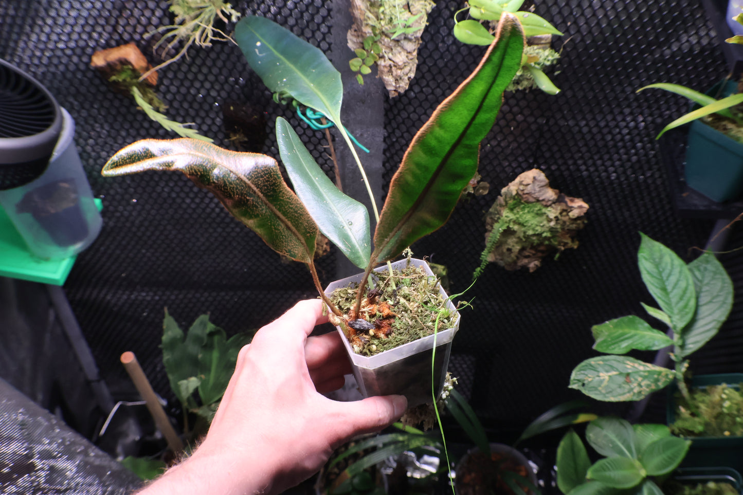 Elaphoglossum metallicum (exact plant)