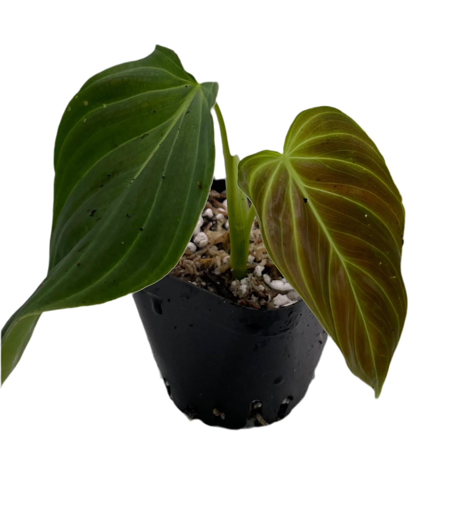 Philodendron Splendid