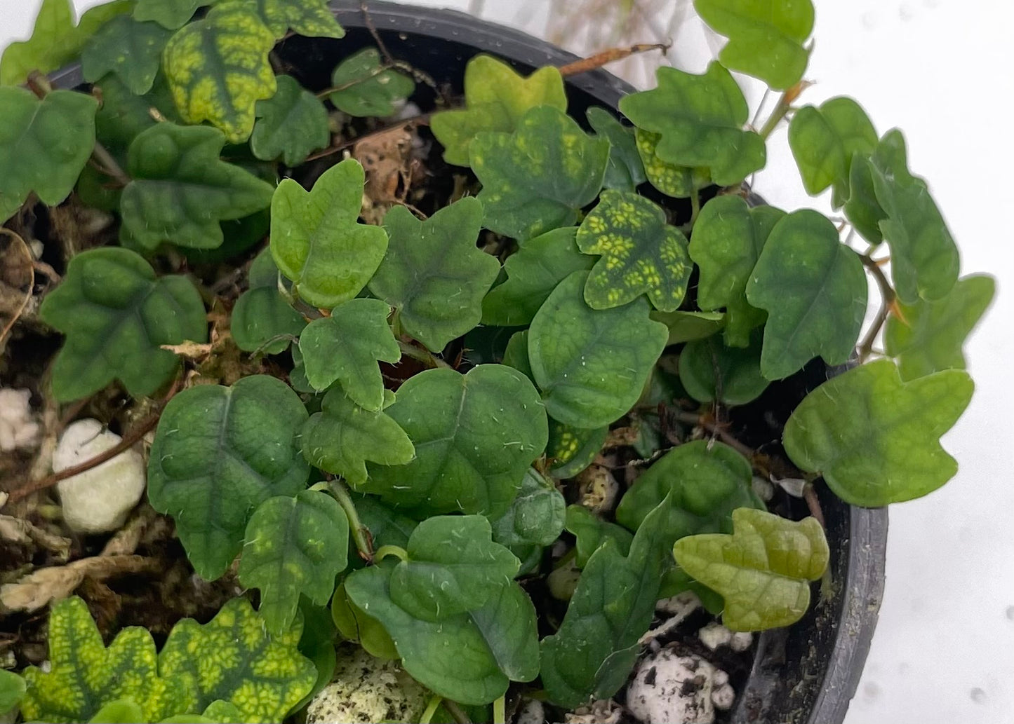 Ficus pumila var. quercifolia