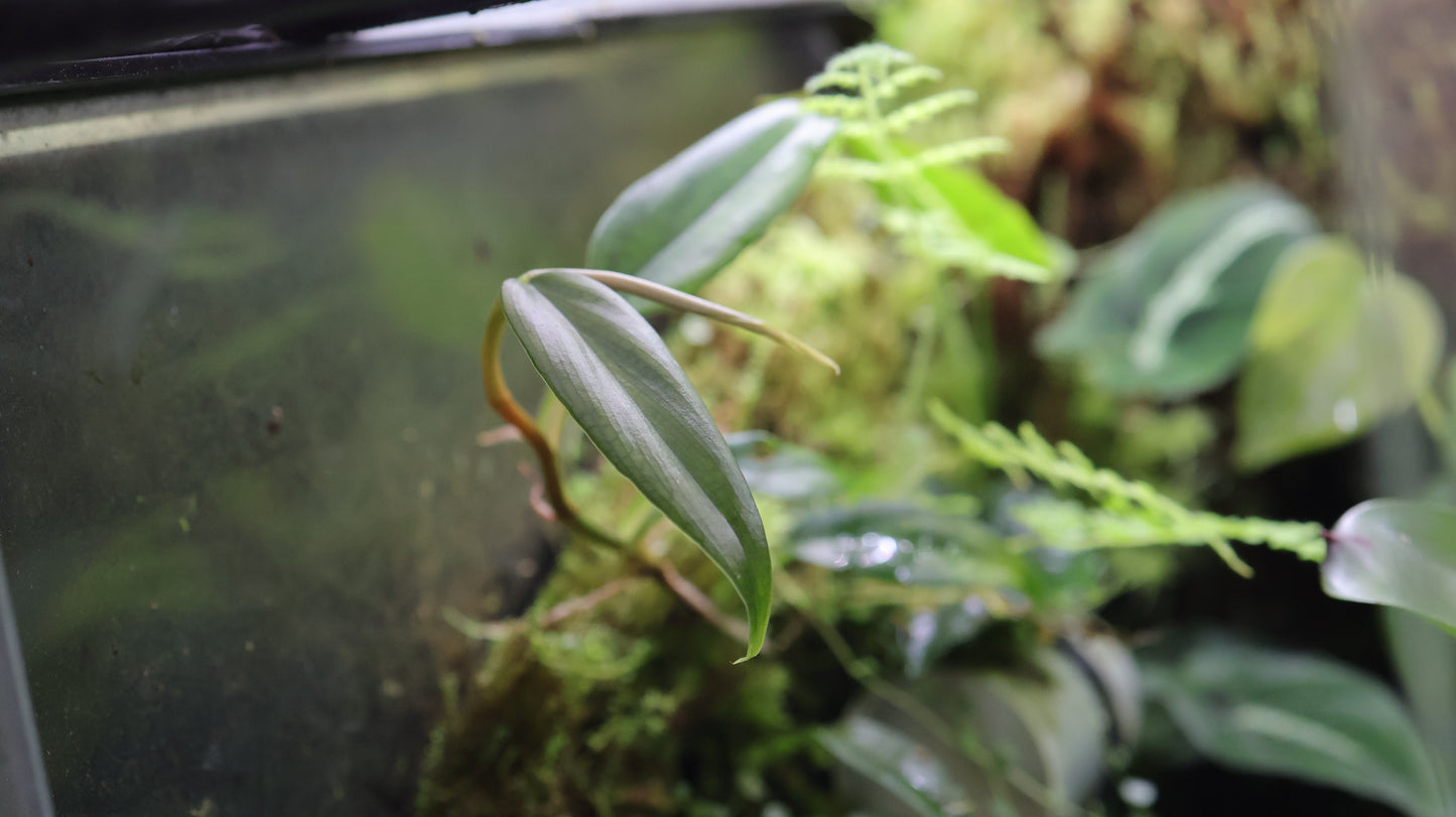 Philodendron sp. Peach