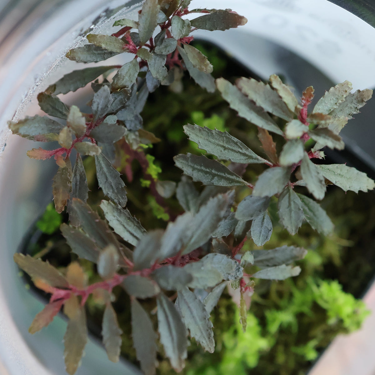 Triolena pileoides