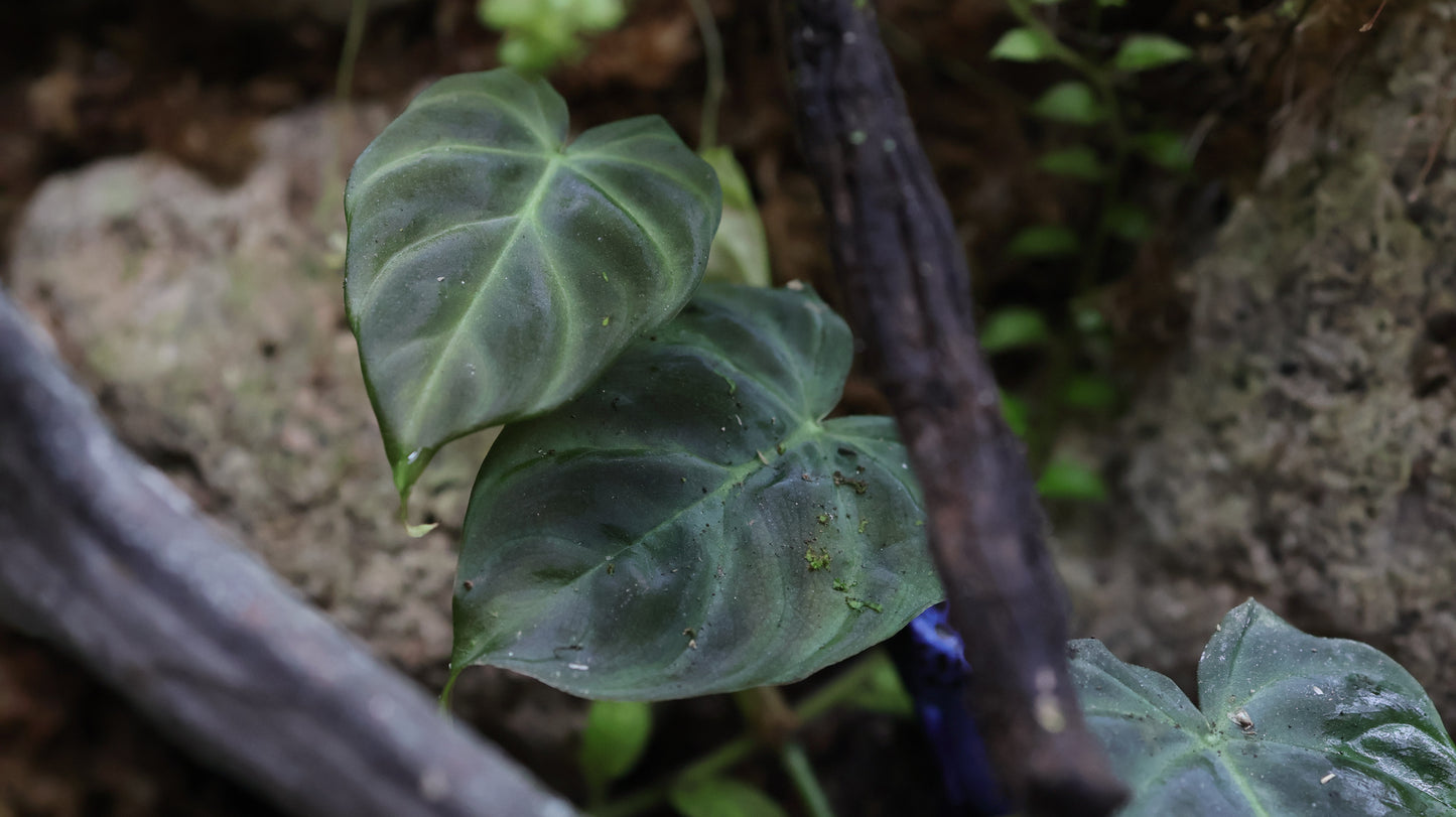 Philodendron verrucosum ‘Dwarf’