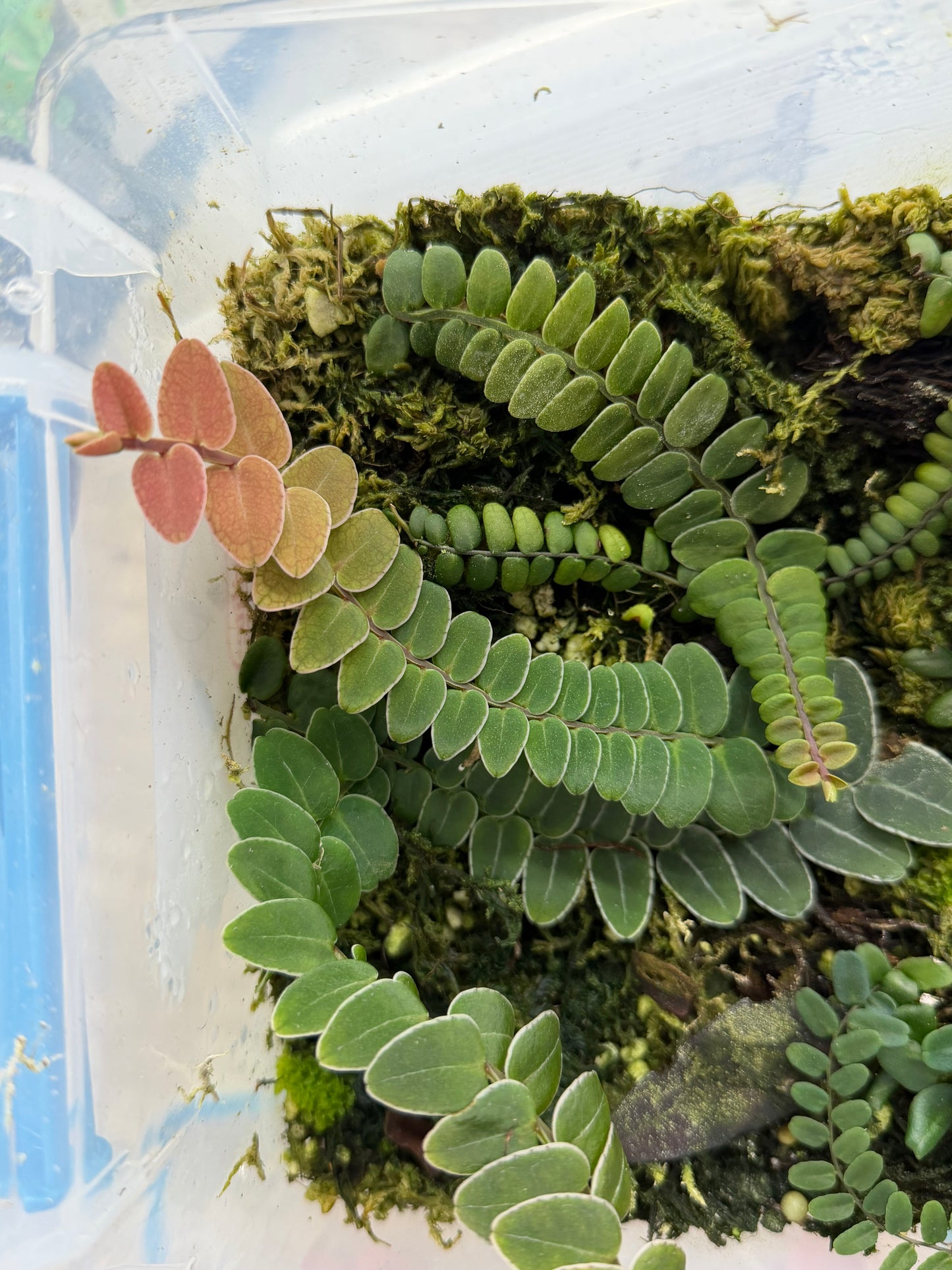 Marcgravia sp. “White Seam Colombia”