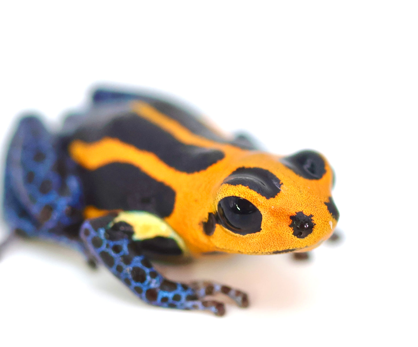 Ranitomeya imitator "Varadero"