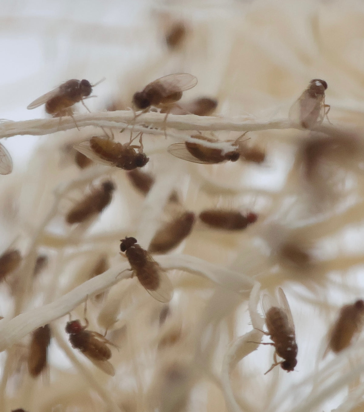 Flightless Fruit Fly Culture