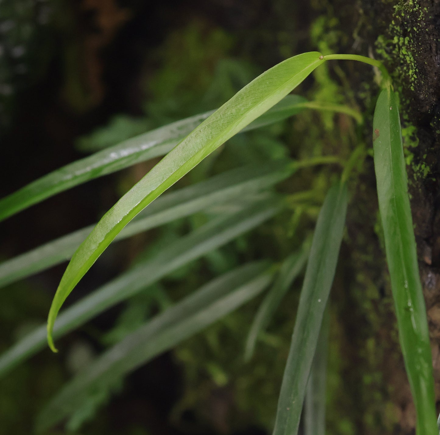Philodendron aff. chinchamayense "Long Leaf"