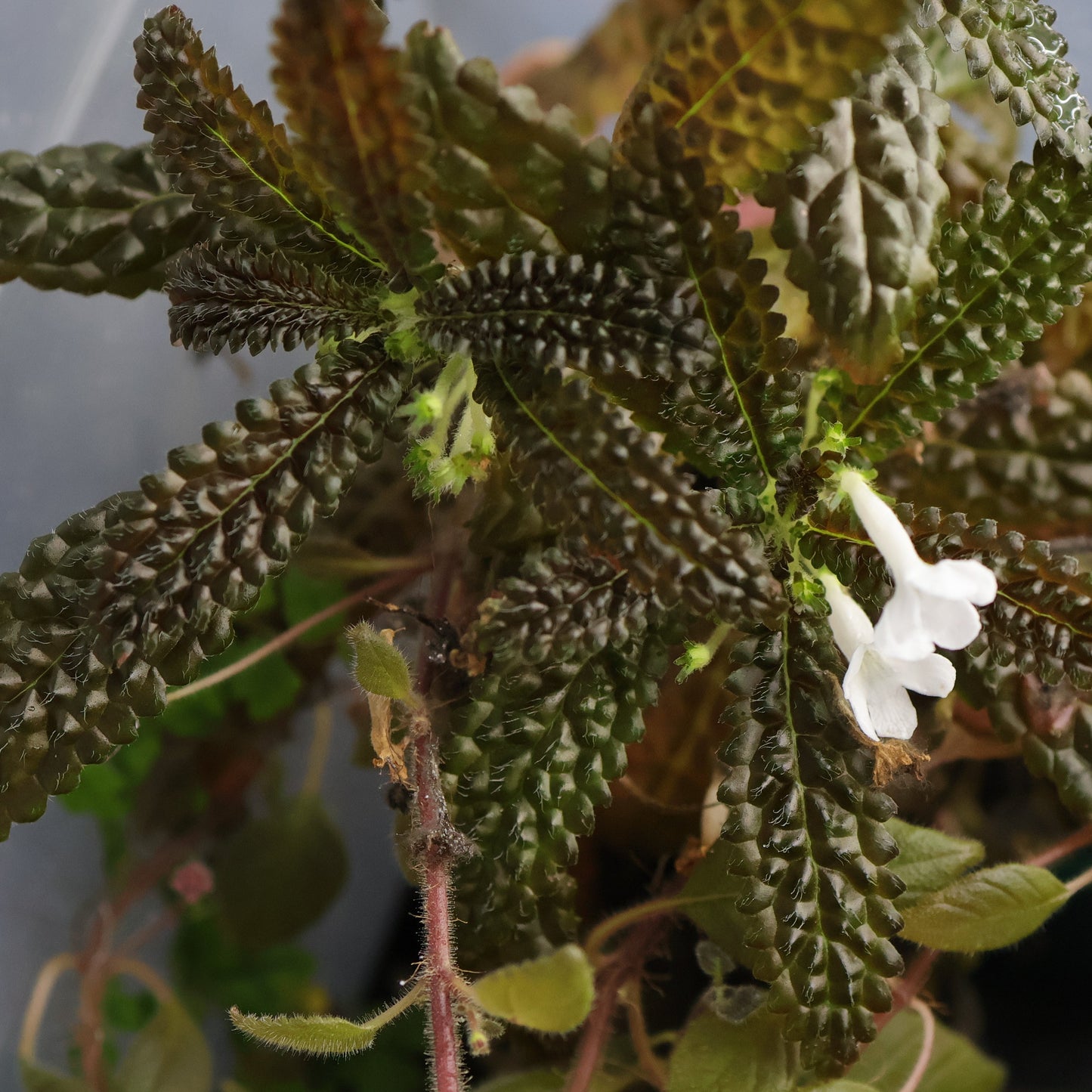 Nautilocalyx pemphidius