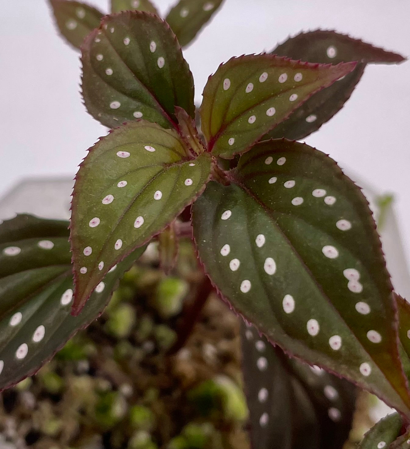 Sonerila sp. Red
