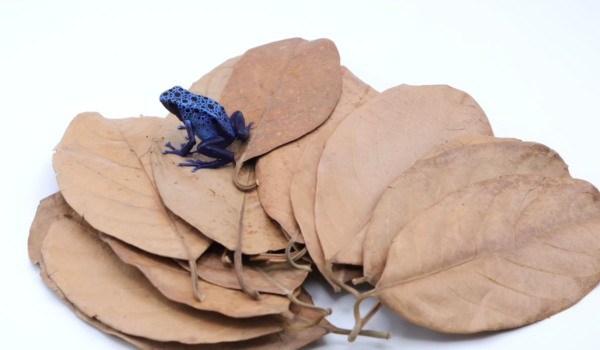 Jackfruit Leaves 15 Pack