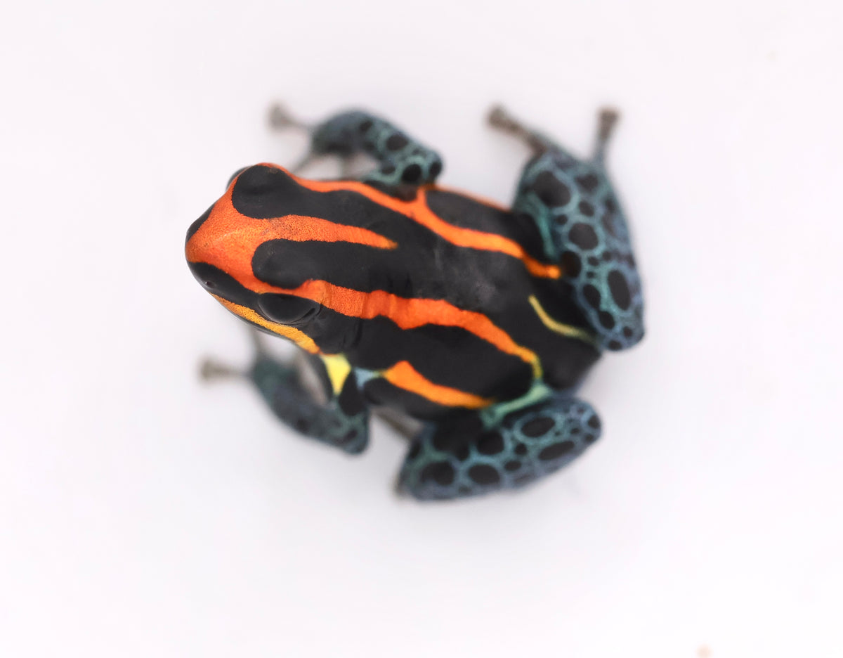 Ranitomeya amazonica “Iquitos red/orange”