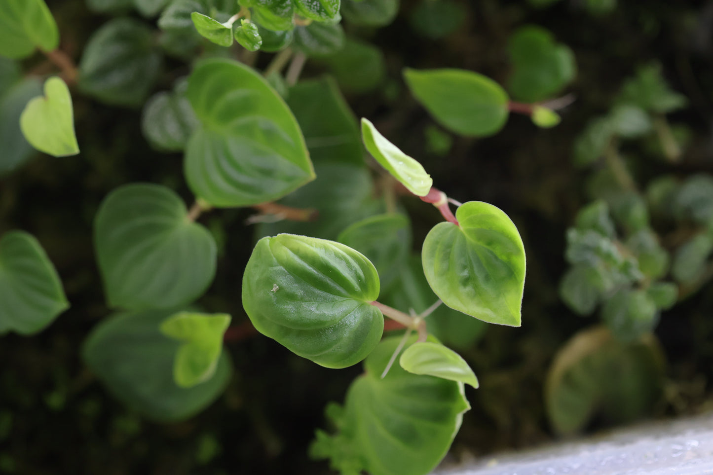 Peperomia Aff. Crotalophora