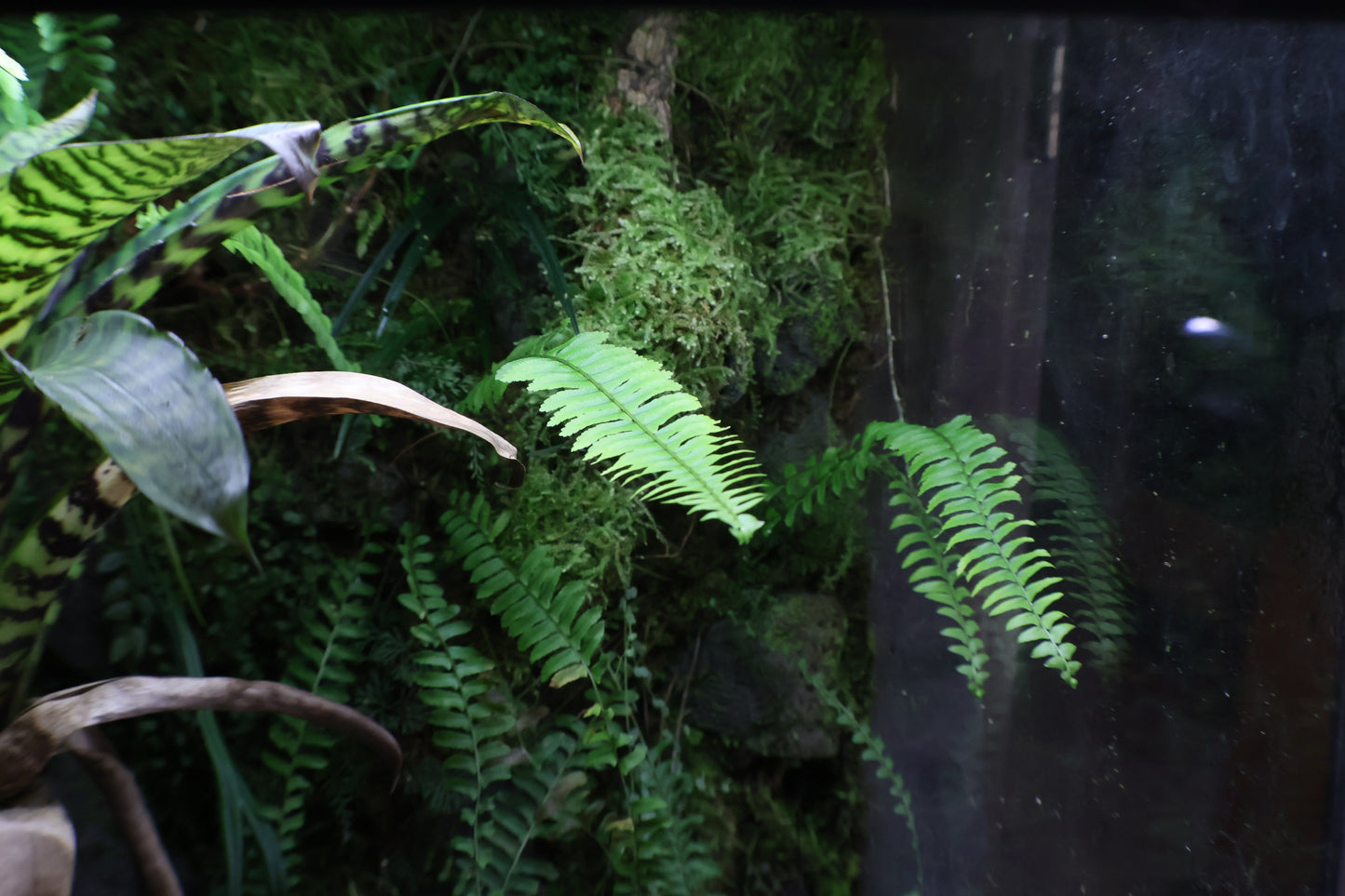 Fern sp amazonas