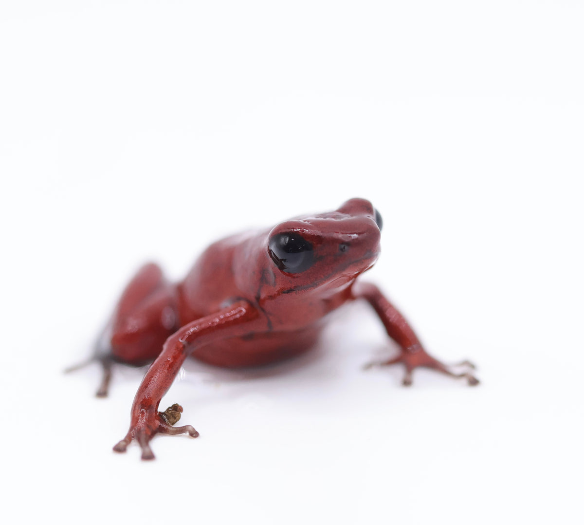 Oophaga pumilio “Rufous Ridge”