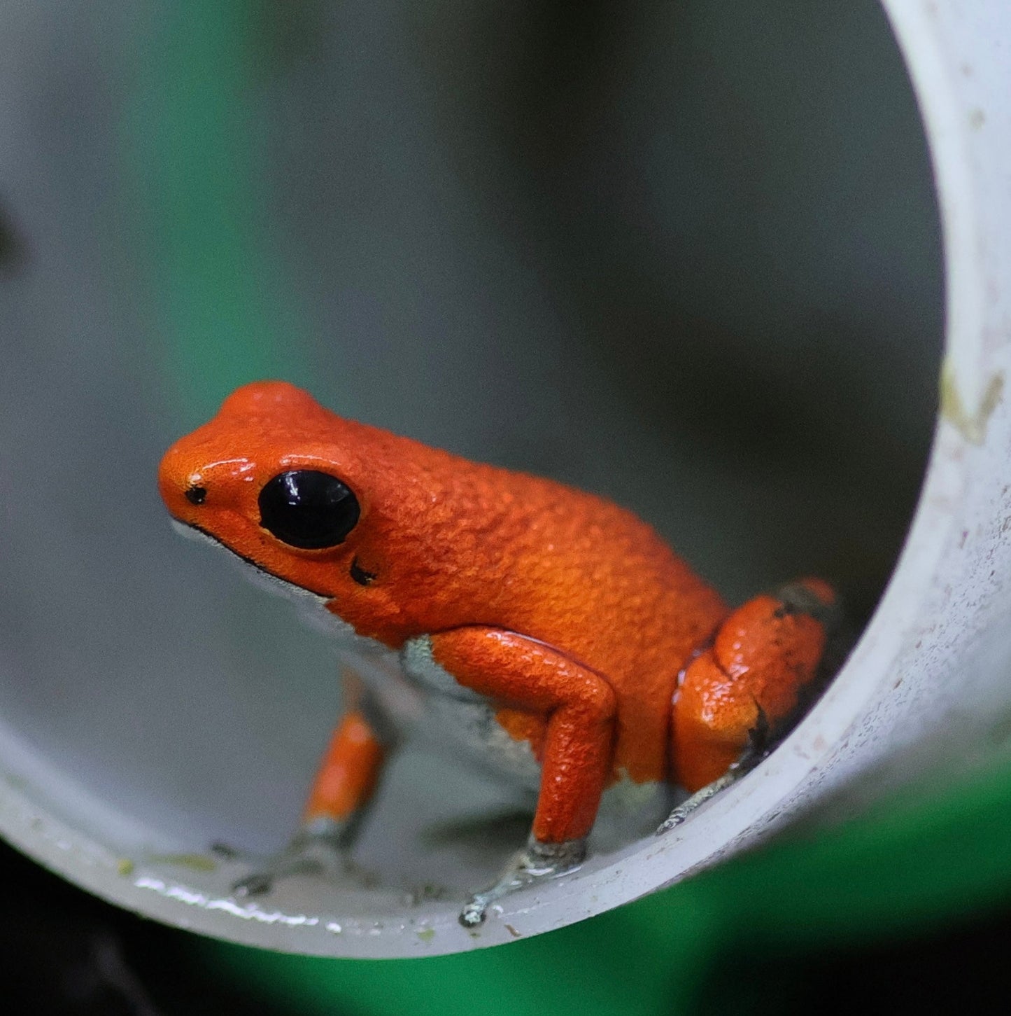 Oophaga pumilio “Salt Creek”