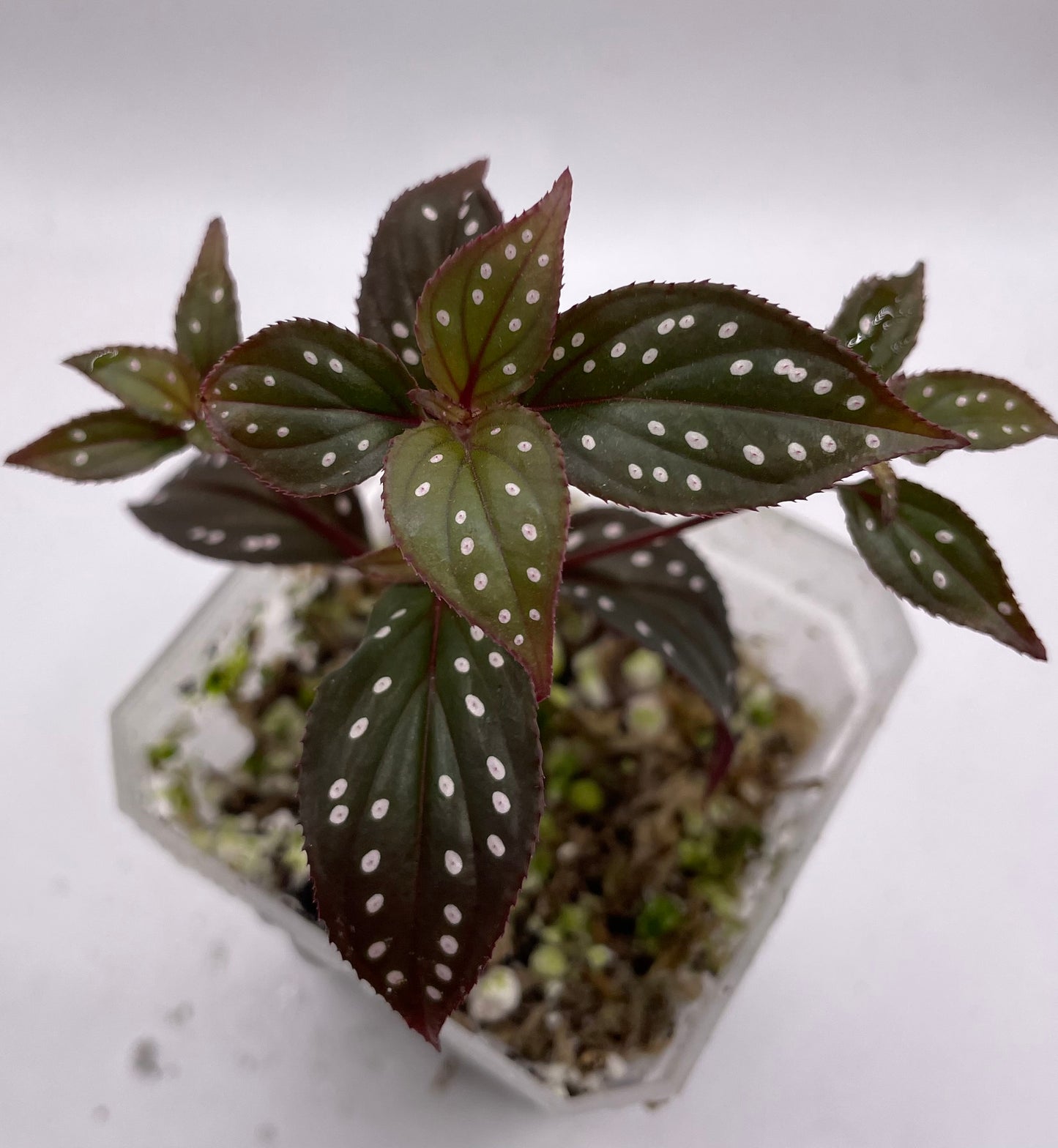 Sonerila sp. Red