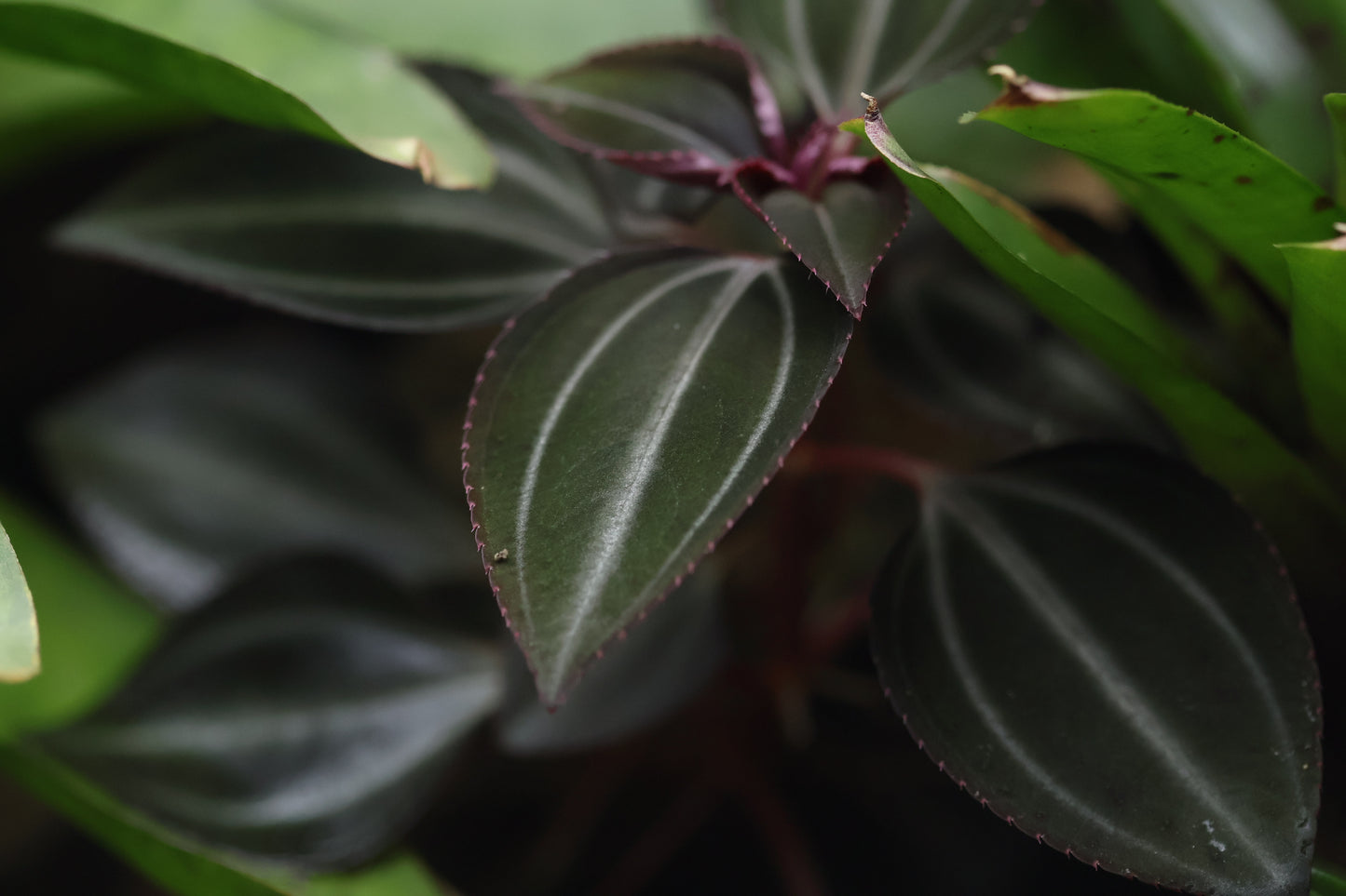 Arthrostemma parvifolium