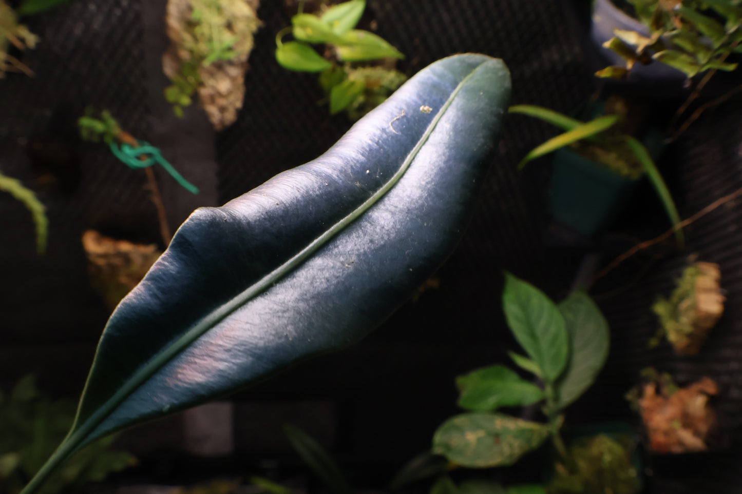 Elaphoglossum metallicum (exact plant)
