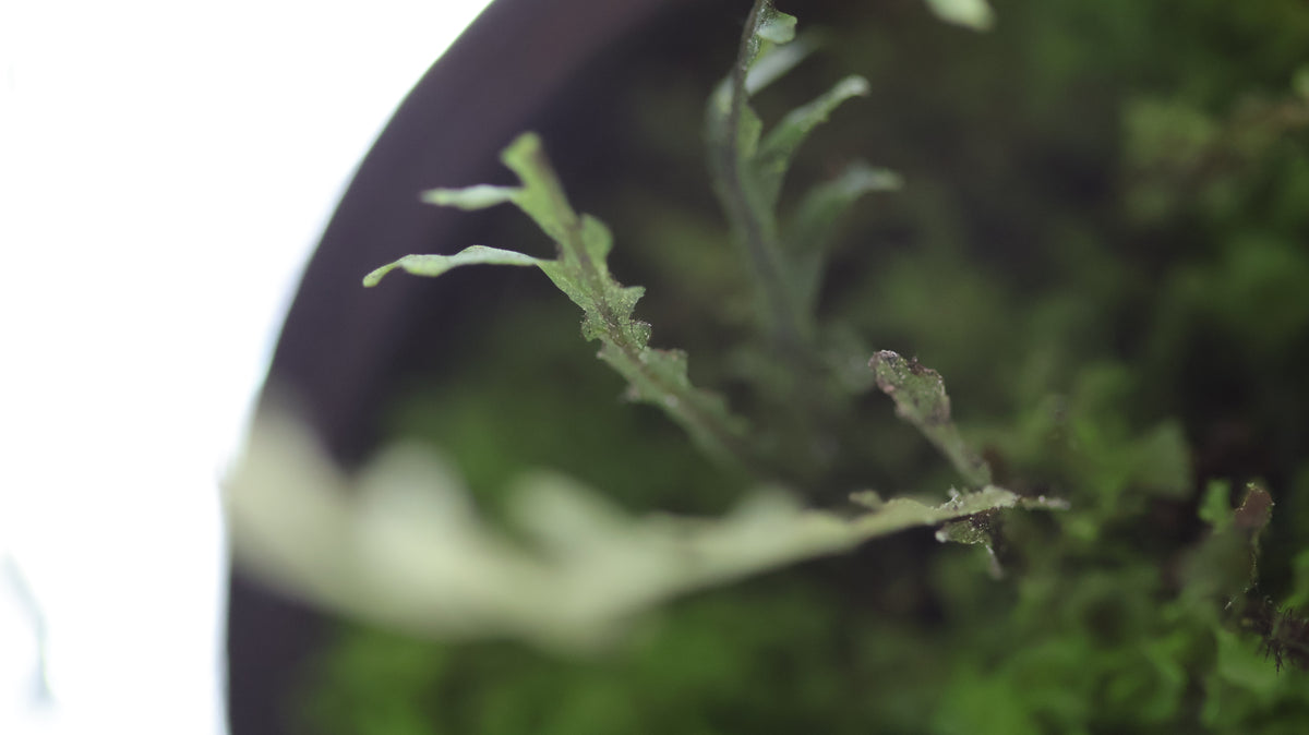 Hymenophyllum sp. “Ecuador”