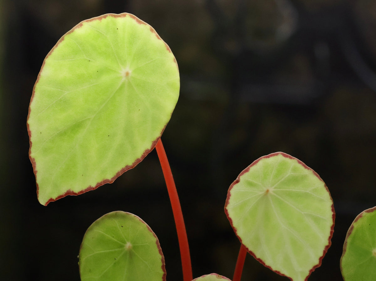 Begonia scapigera