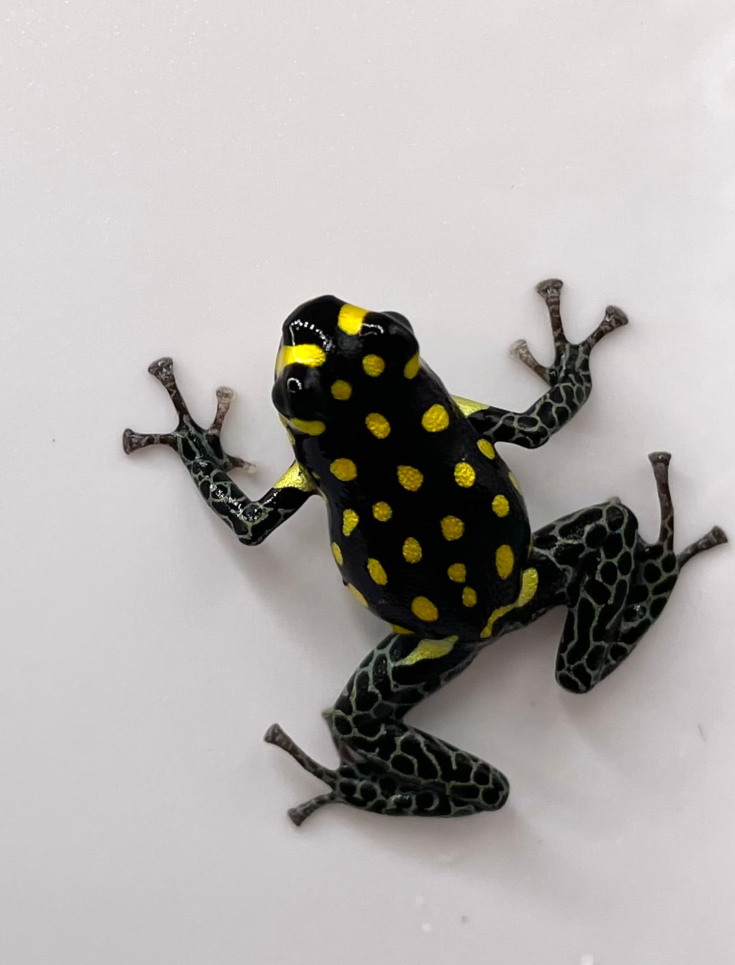 Ranitomeya Vanzolinii