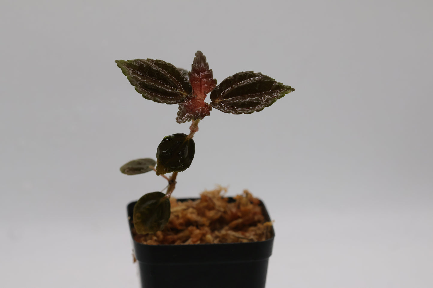 Pilea ophioderma