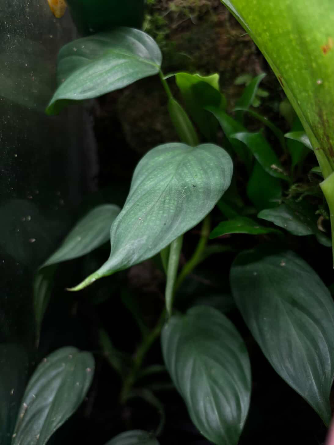 Philodendron sp. Mindo