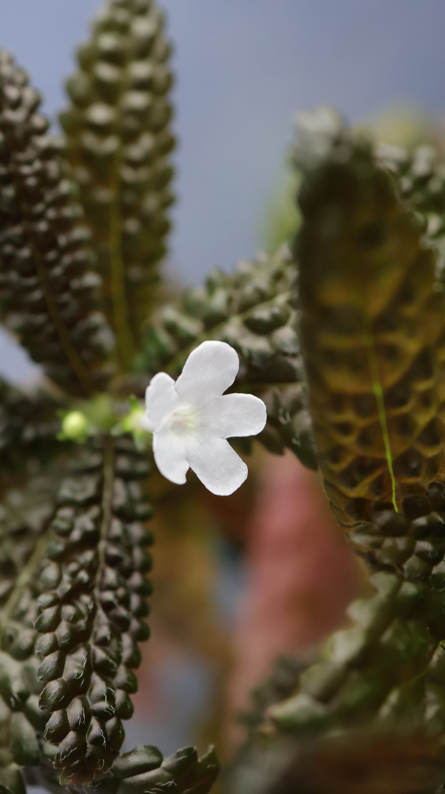 Nautilocalyx pemphidius