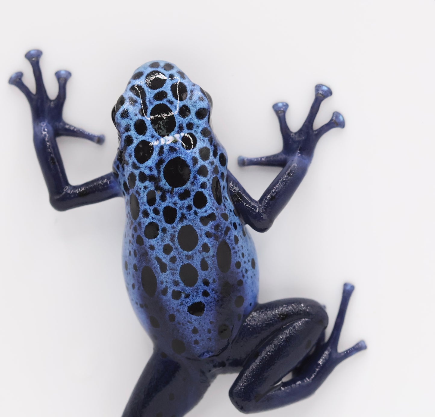 Dendrobates tinctorius ‘Azureus’