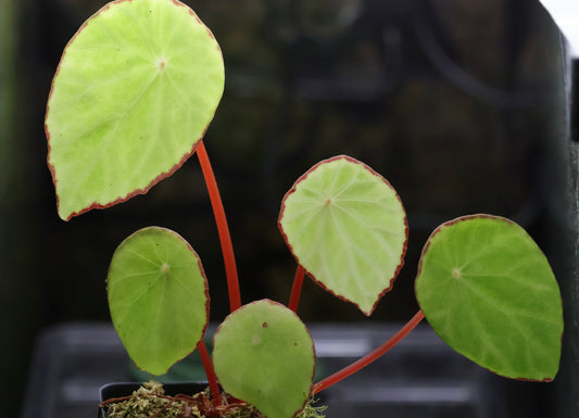 Begonia scapigera