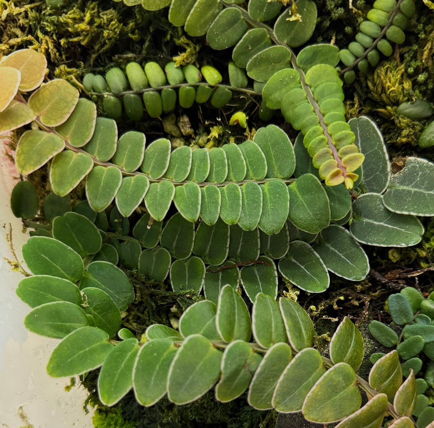 Marcgravia sp. “White Seam Colombia”