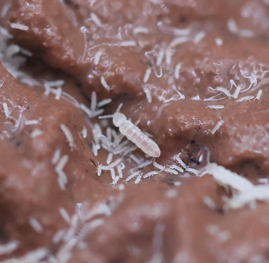 Clay springtail culture