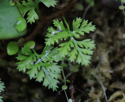 Davallia parvula
