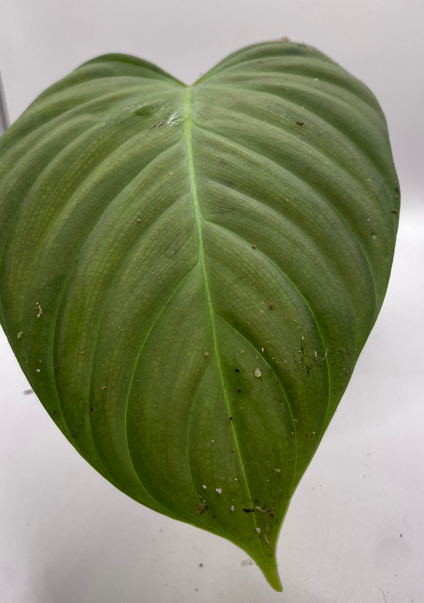 Philodendron “fuzzy petiole”