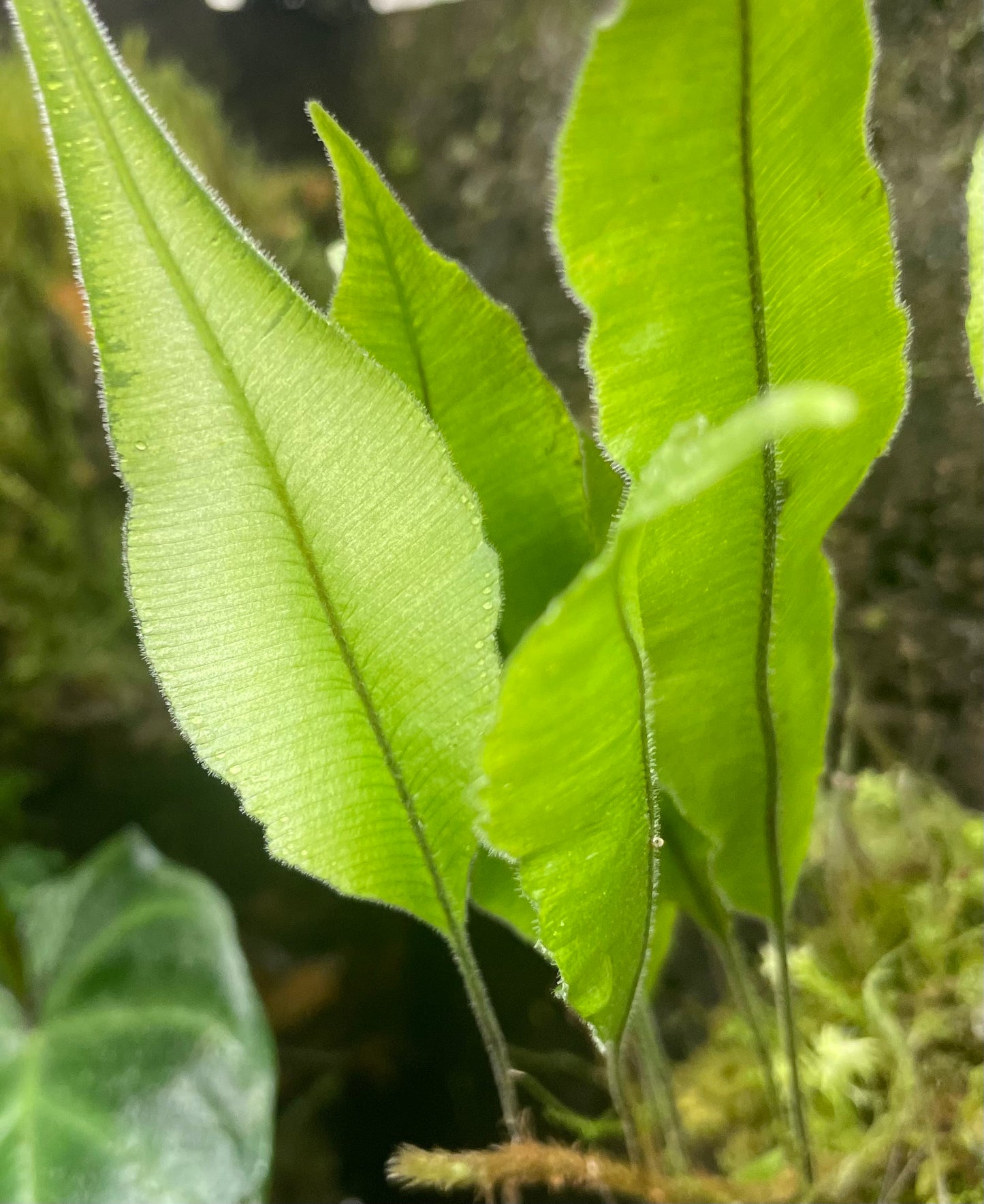 Oleandra sp Ecuador