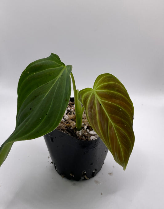 Philodendron Splendid