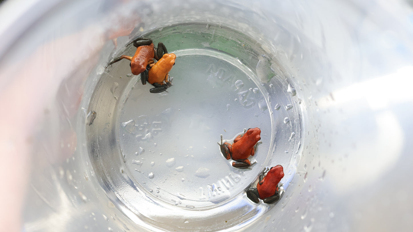 Oophaga pumilio “Almirante”