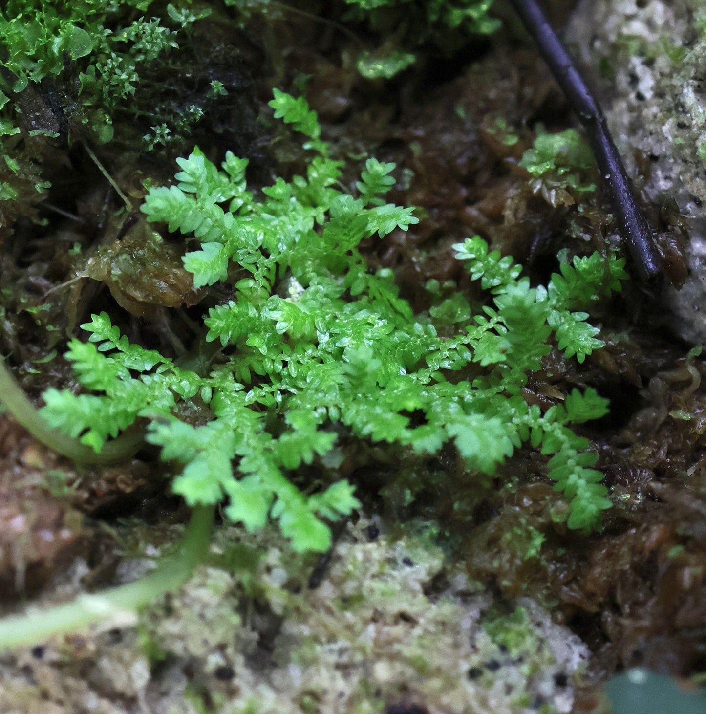 Selaginella sp. ‘Mini’