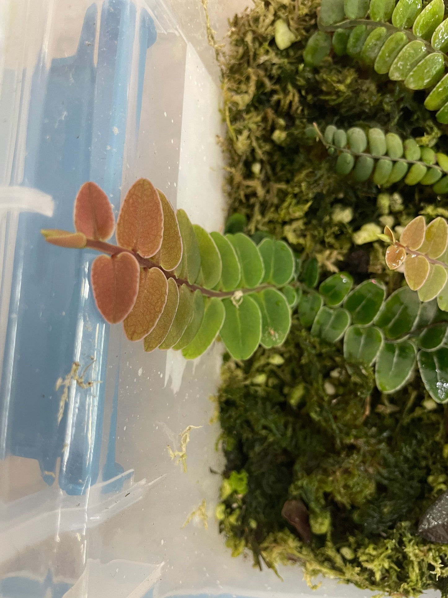 Marcgravia sp. “White Seam Colombia”