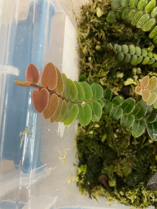 Marcgravia sp. “White Seam Colombia”