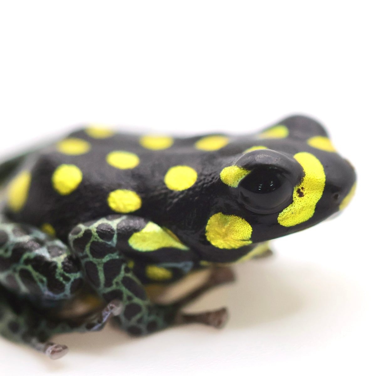 Ranitomeya Vanzolinii