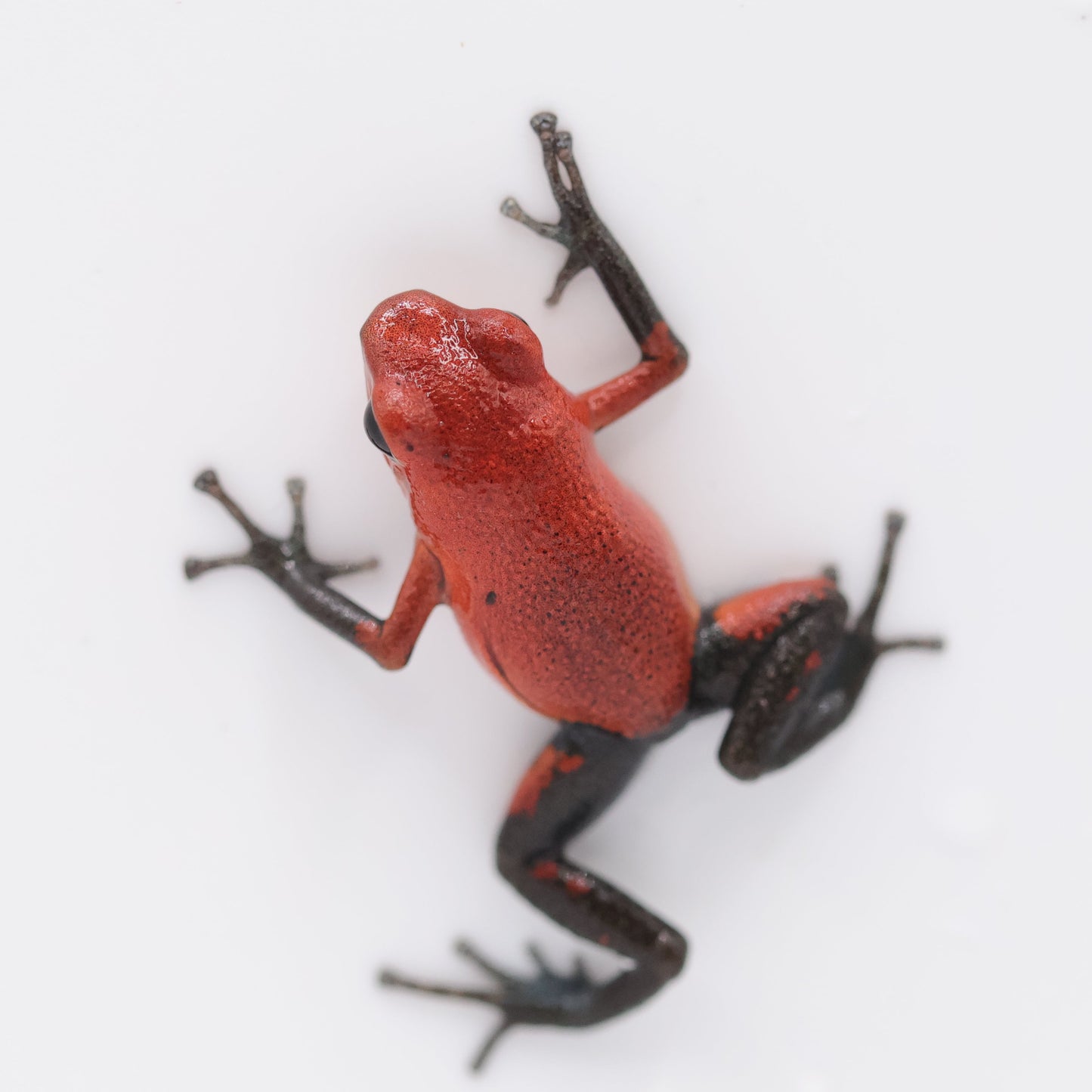 Oophaga pumilio “Almirante”