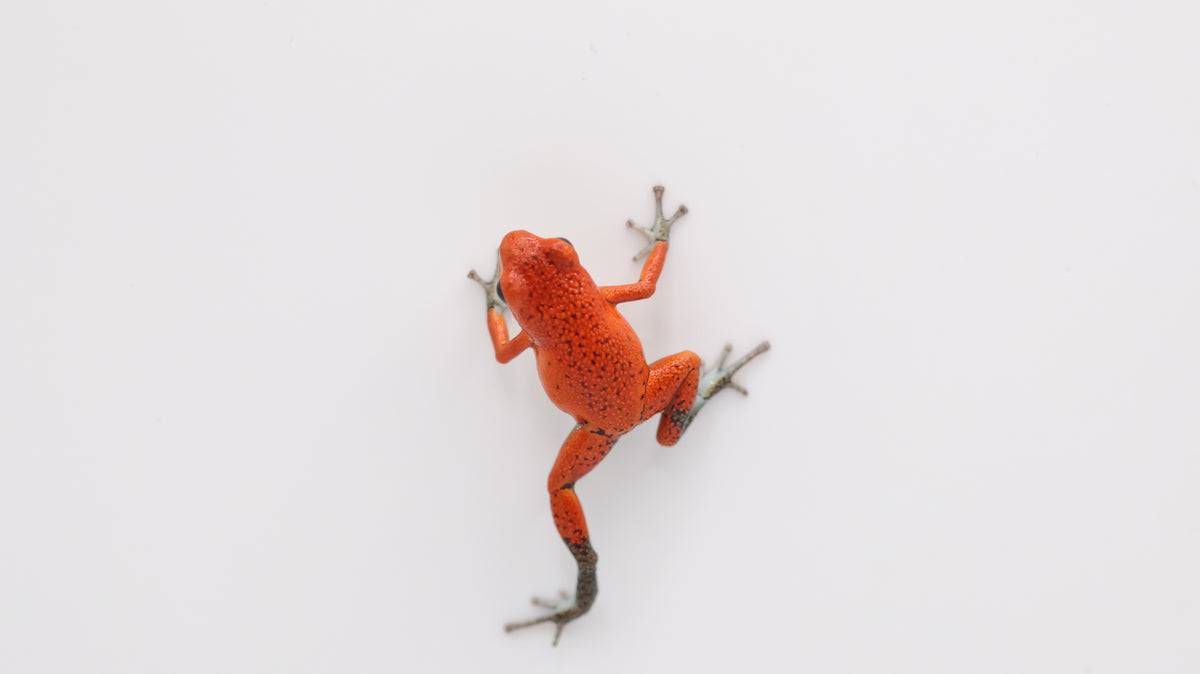 Oophaga pumilio “Salt Creek”