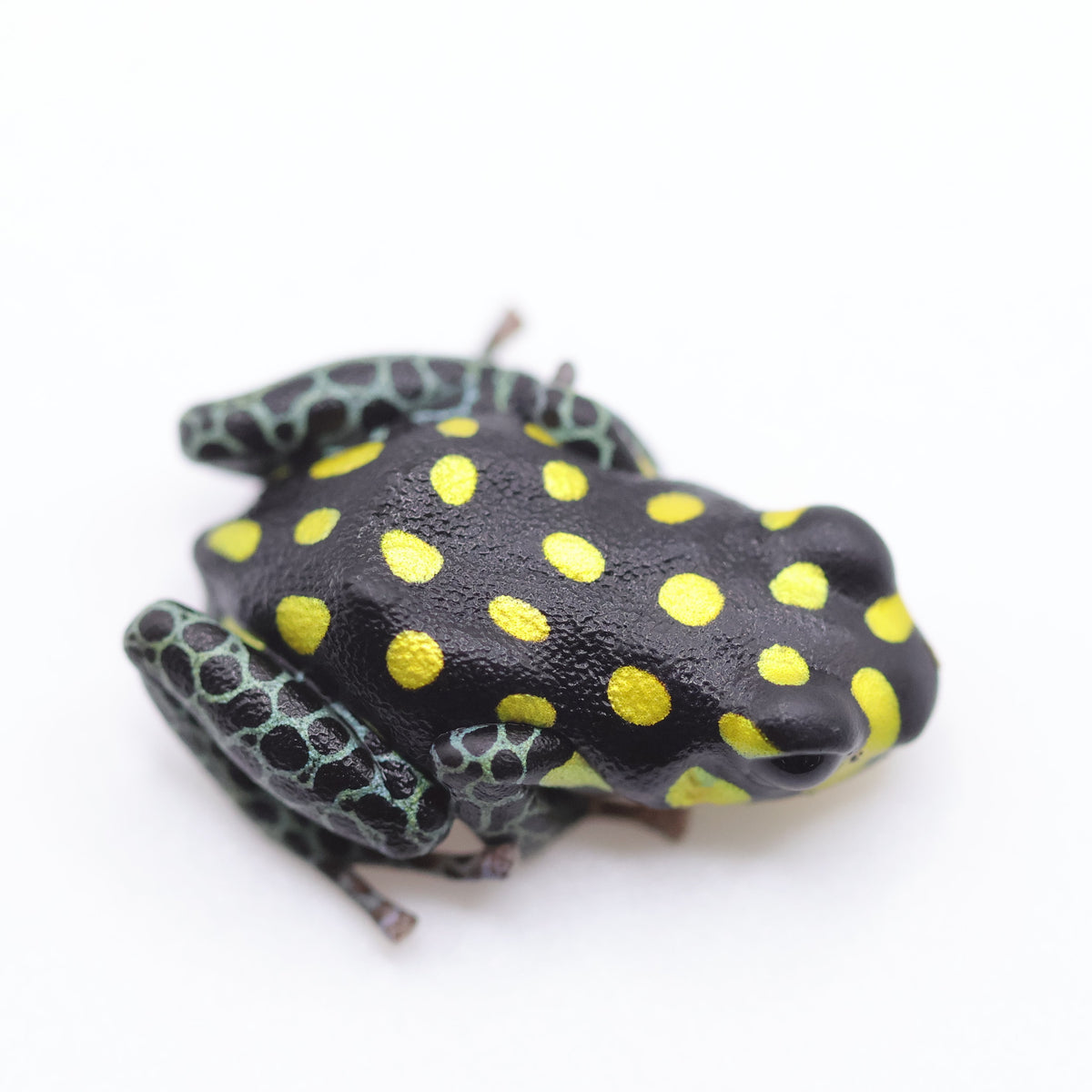 Ranitomeya Vanzolinii