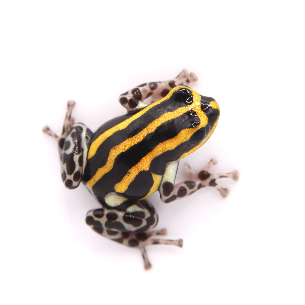 Ranitomeya sirensis “Rio Pachitea Yellow”