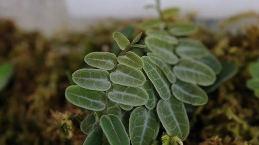 Marcgravia umbellata