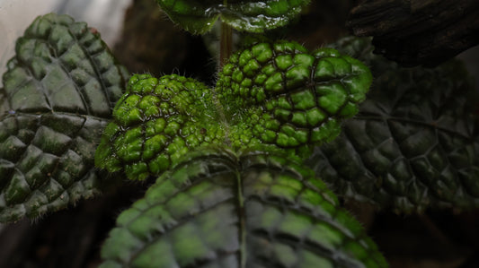 Nautilocalyx erytranthus
